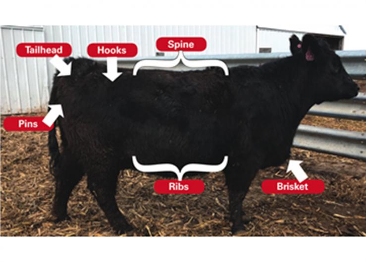 New BCS Fact Sheet Explains Seasonal Differences in Scoring Beef Cows