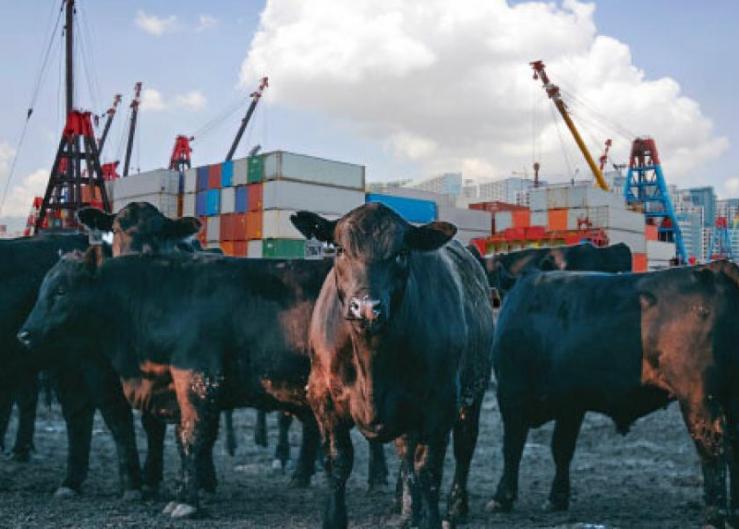 Beef Trade Supporting Cattle and Beef Markets 