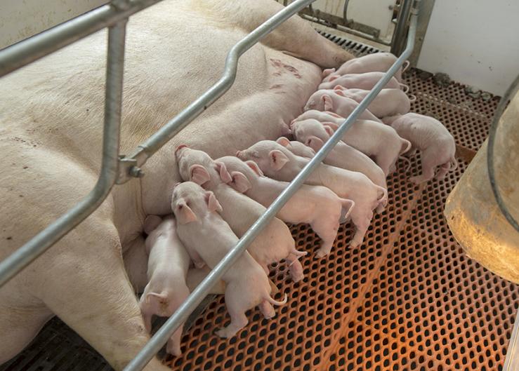 Hogs and Pigs Report: How Will Increase in Pigs Saved Per Litter Impact the Pork Outlook?