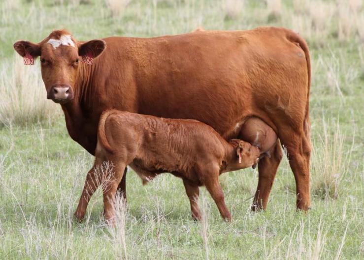 Insurance Option Offers First of Its Kind Risk Management Tool for Cow-Calf Producers