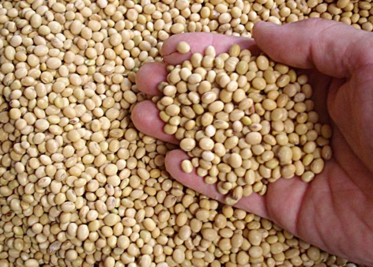 USDA Quarterly Grains Stocks Report Shocks Soybean Market with Surprises in Supply