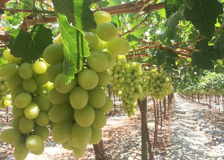 Rains hurt Chilean white grapes, spiking spot prices 