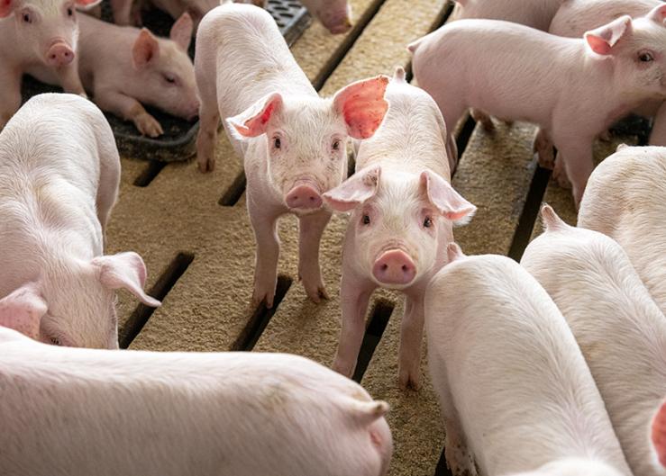 Weaned-Pig Market Heats Up after PRRS 1-4-4 Outbreaks