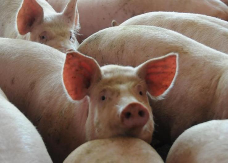 New Monounsaturated Soybean Oil Works Well in Pig Diets