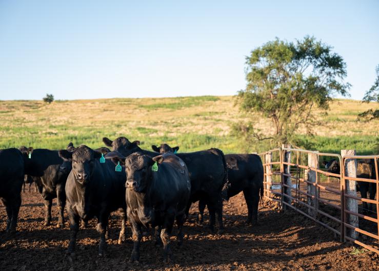 Bringing Relevance and Value to the Beef Industry
