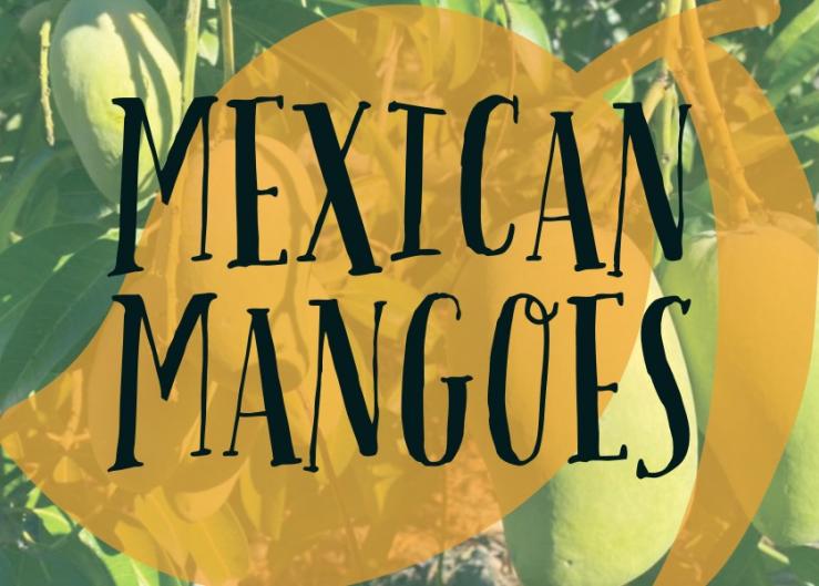 GM Produce Sales expects promotable mango volume