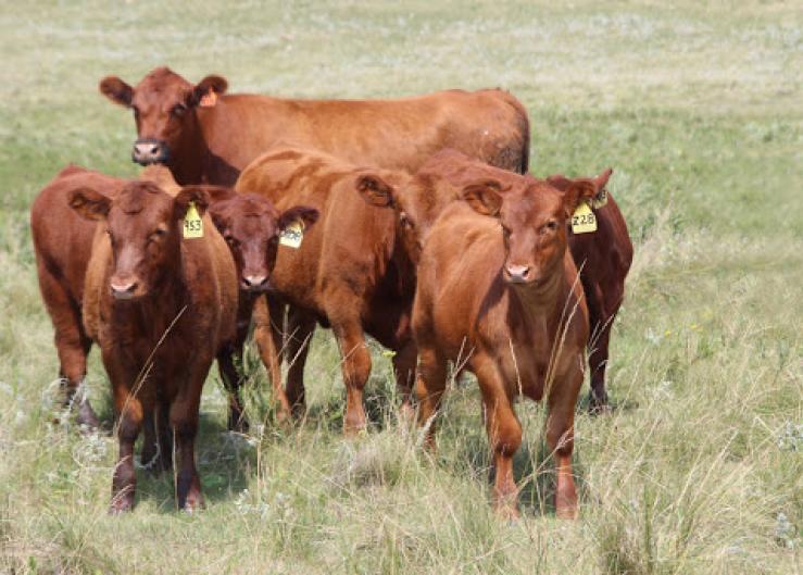 Red Angus Teams With IMI Global 