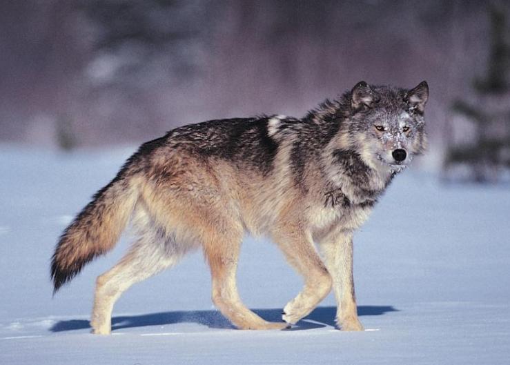 Ranchers Concerned Over Six Confirmed Wolf Kills in Colorado
