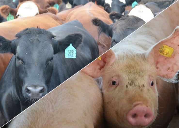 Pork and Beef Exports Brought Significant Returns to Corn and Soybean Producers in 2023