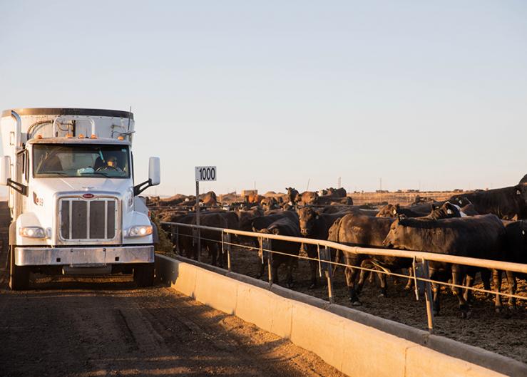 Registration Open for Certified Angus Beef's 2021 Feeding Quality Forum