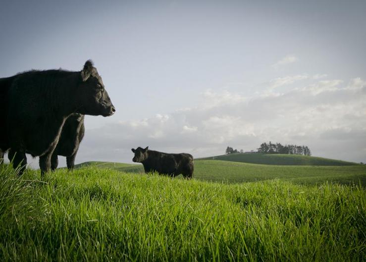 New Zealand Importer Will Launch Zero Carbon Beef