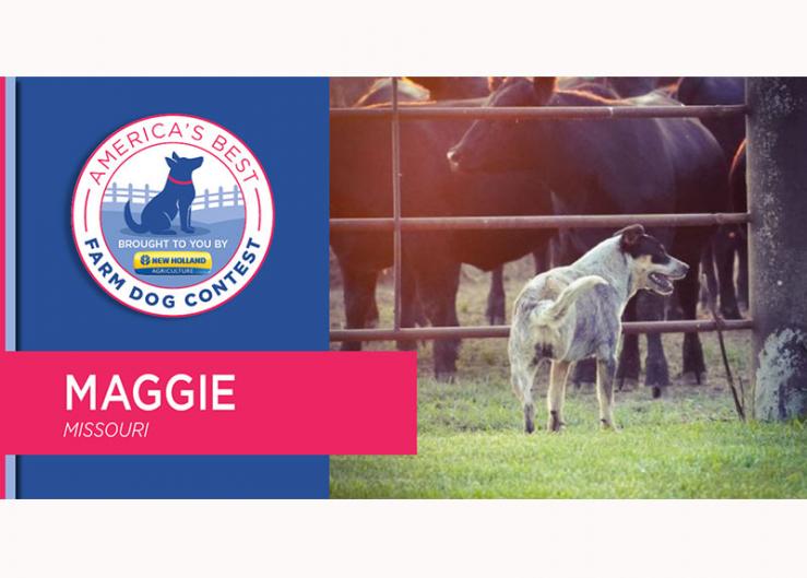 Maggie the #Tripawd Crowned America’s Best Farm Dog