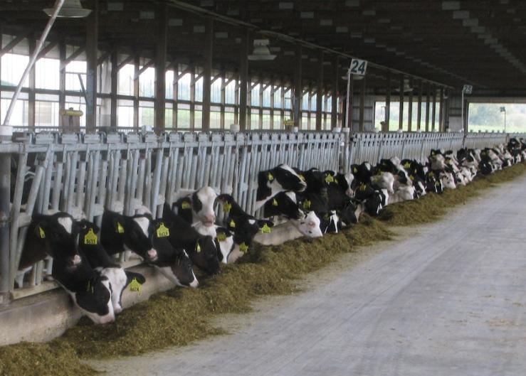 Holstein Heifer Prices Finally Make Moves in the Right Direction