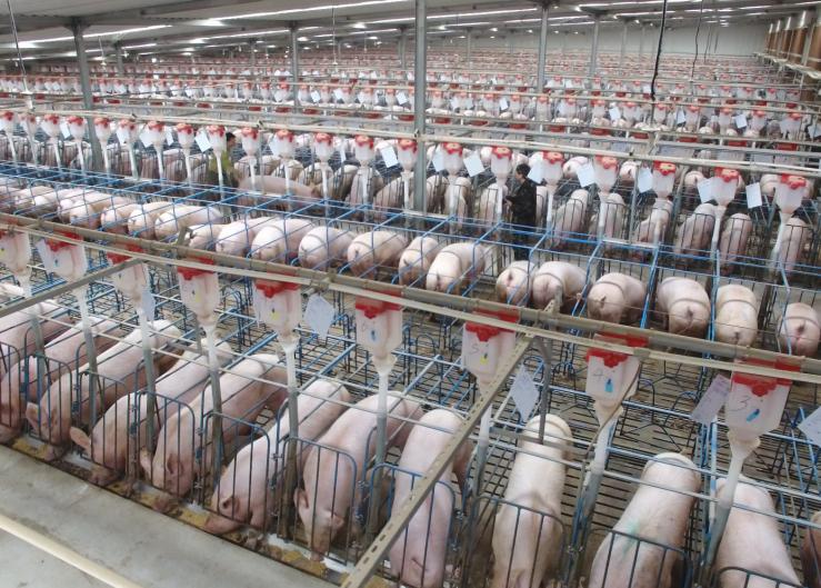 China's Hog Herd Size to Remain in Surplus This Year Despite Smaller Sow Target
