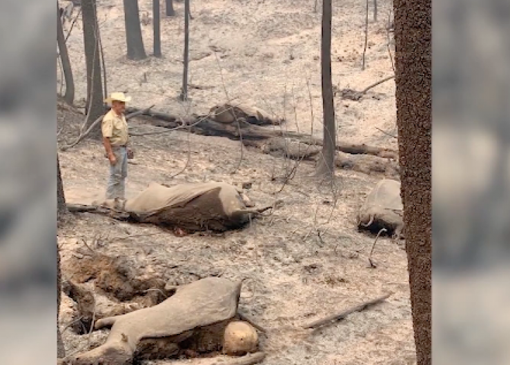 One Year After Wildfires Decimated California Rancher's Herd and Legacy, Devastation Fuels Change