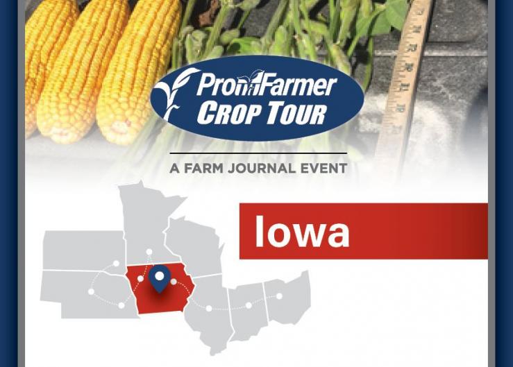 Crop Tour Scouts Find Eastern Iowa, Southern Minnesota in Dire Need of Rain to Salvage Yields