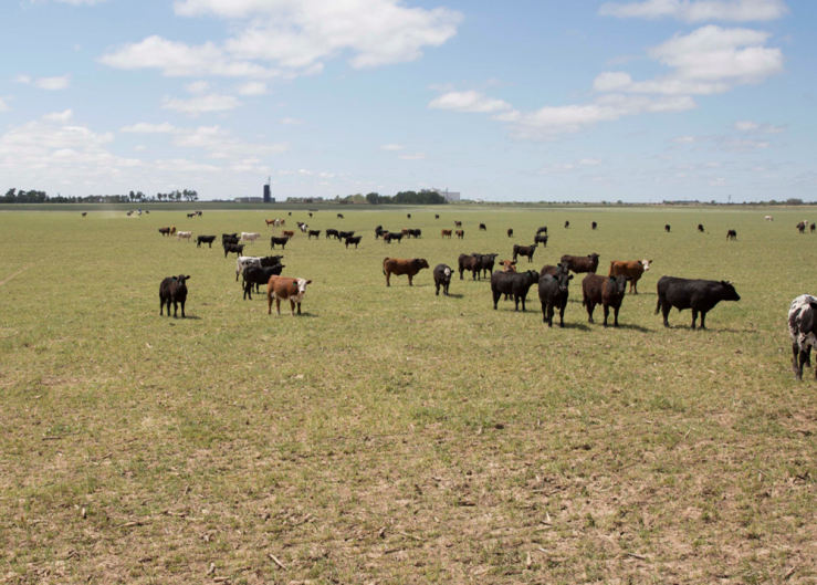 5 Reasons You Need Your Veterinarian More Than Ever During Drought