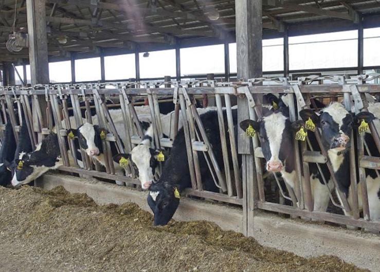 America's Heifer Shortage is Preventing Expansion. Is the Big Money for Beef-on-Dairy a Factor?