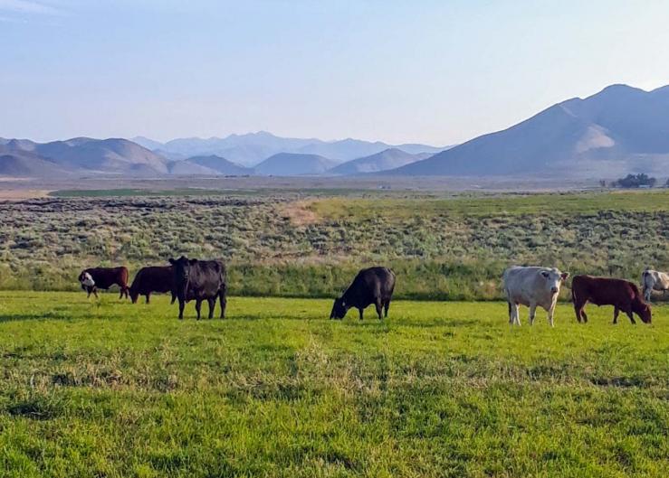 BLM Recognizes Ranchers for Exemplary Stewardship of Public Rangelands