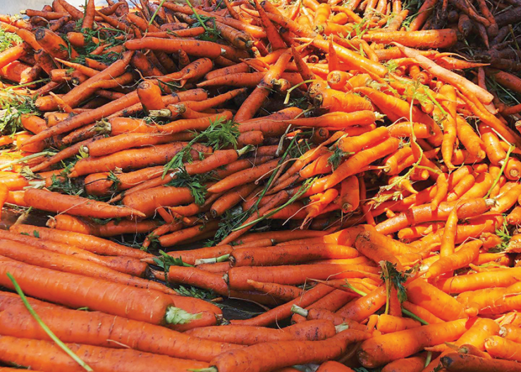 Hungenberg sees much improved fresh carrot supply for 2021