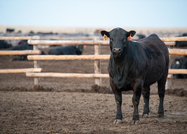 Report on Cash Cattle Mandate: ‘Attempting to Solve a Problem that Does Not Exist’