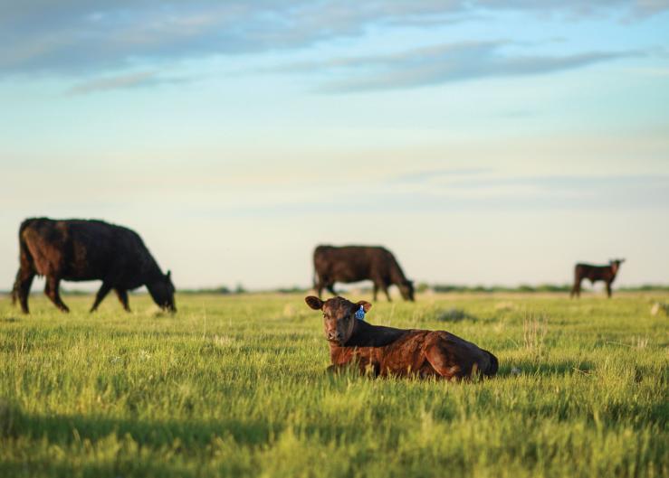 Sustainability Support for the Cattle Industry