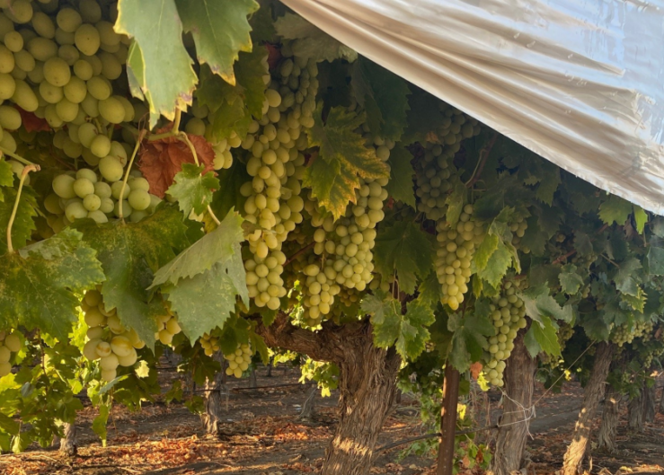 USDA sets referendum dates for proposed changes to the California desert grape marketing order