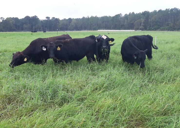 Incorporating Alfalfa in Forage Systems 
