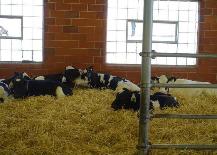 Crypto in Calves: Better Managed with a Shovel than a Needle