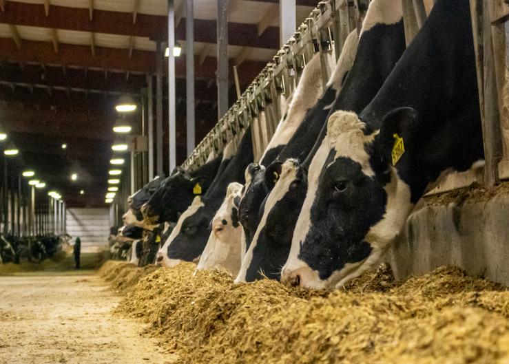 Is Technology the Answer to Dairy’s Sustainability Triple Threats?