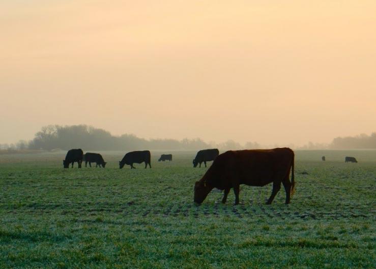 Feeding High-Magnesium Minerals to Cows Calving on Winter Pastures