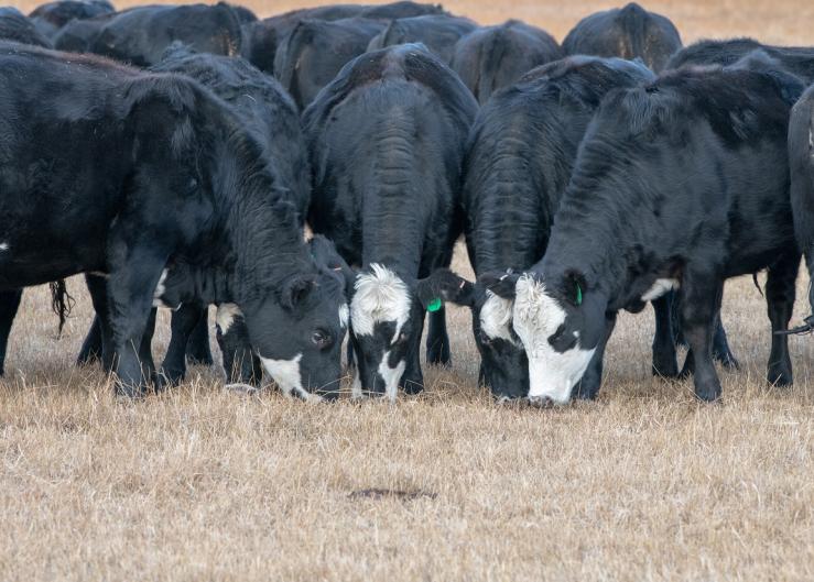 Tips for Selection of Replacement Heifers 