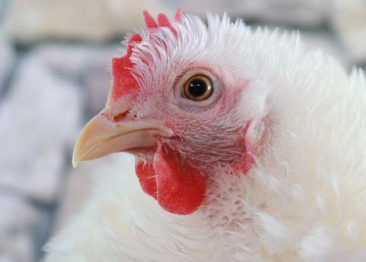 FDA Approves Lab-Grown Chicken for the First Time