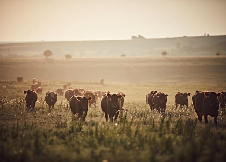 When can You Defer Cattle Sales Due to Drought?