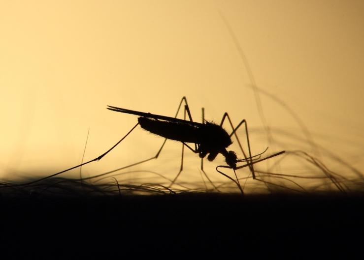 Self-eliminating Genes Tested on Mosquitoes