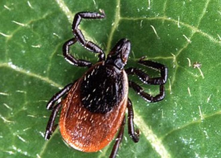 Farmers Know Tick Risks; Slow to Take Preventative Actions