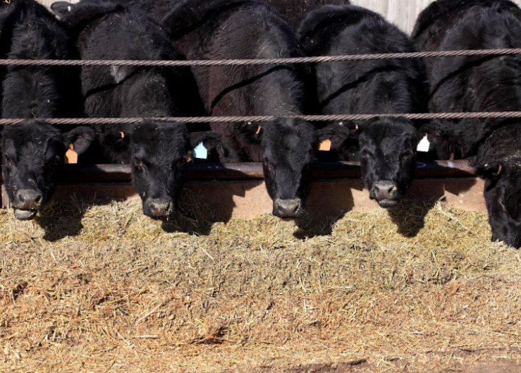 Cattle Like Donuts, Potato Chips and Chocolate, Too: What Unlikely Feed Sources Will You Consider?