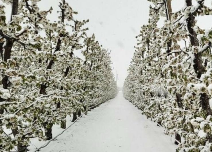 April snow chills Northwest cherry output
