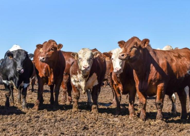 Understanding Cattle Stress: Oklahoma State University Researchers Focus On Genetic Predisposition