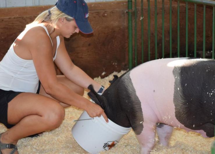 Protect Your Show Livestock from Heat Stress at the County Fair