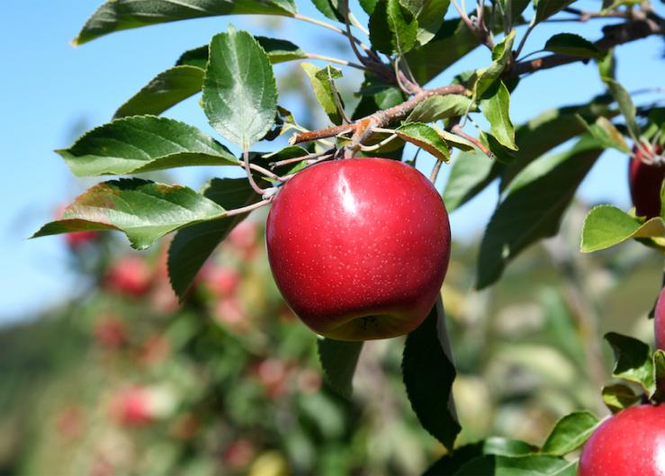 Eastern apples coming in hot, sweet — and right on time