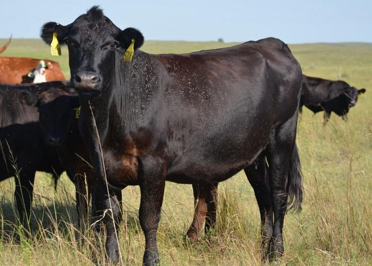 Late Season Pasture Fly Control: What You Need to Know