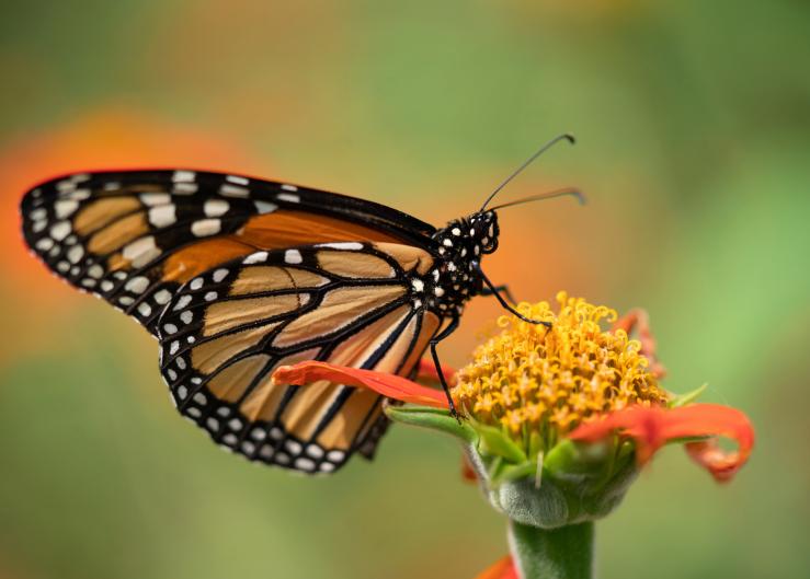 Monarch Butterflies Facing Battle Royal For Survival