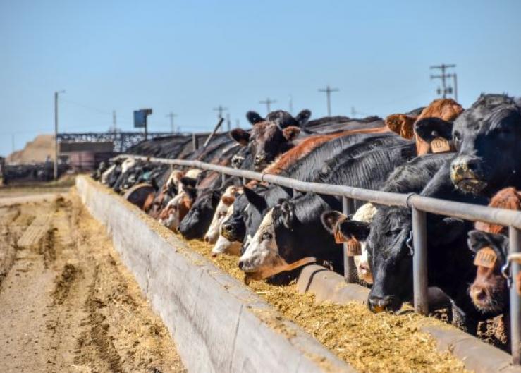 Wholesale Beef Prices Spike Higher Following Winter's Wrath