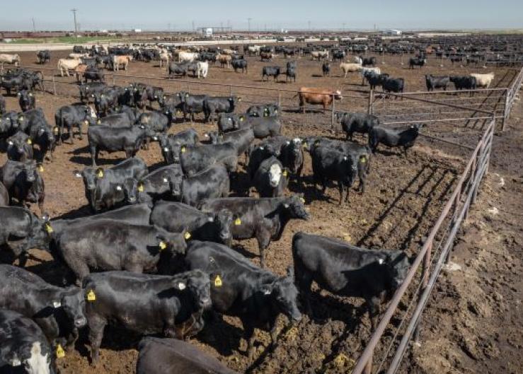 The Growing Role of the U.S. Feedlot Industry
