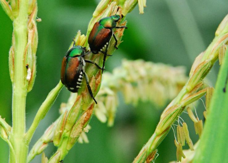 Unspoken Truths About Pests: Japanese Beetles