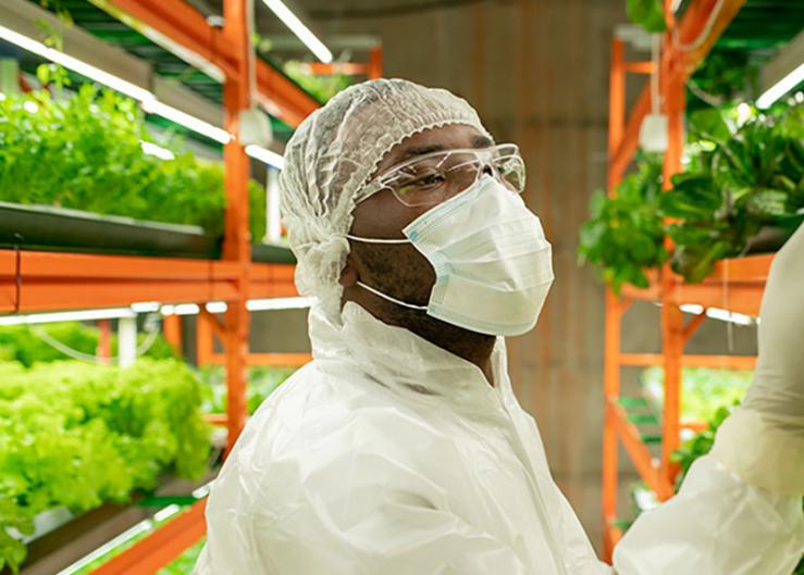 To avoid a recall, FDA spot-checks lettuce growers 