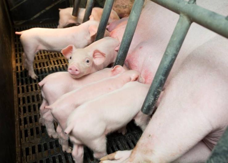 Colostrum: The Key to Piglet Livability