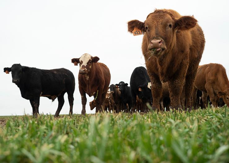 The Simple Economics of Extended Wheat Grazing and Why it’s a Bad Idea