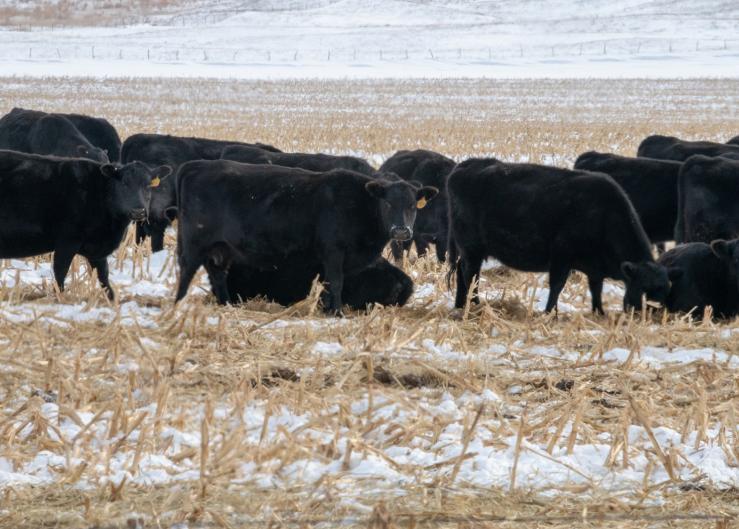 Exercise Caution When Grazing Cattle on Drought Stressed Cornstalks